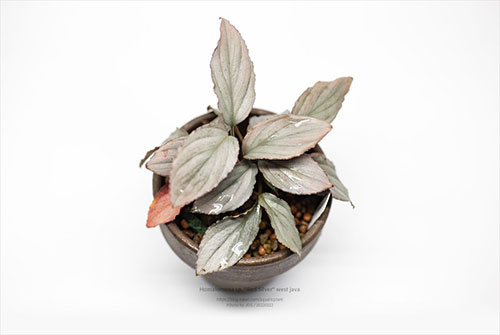 Homalomena sp. Red Silver - west java