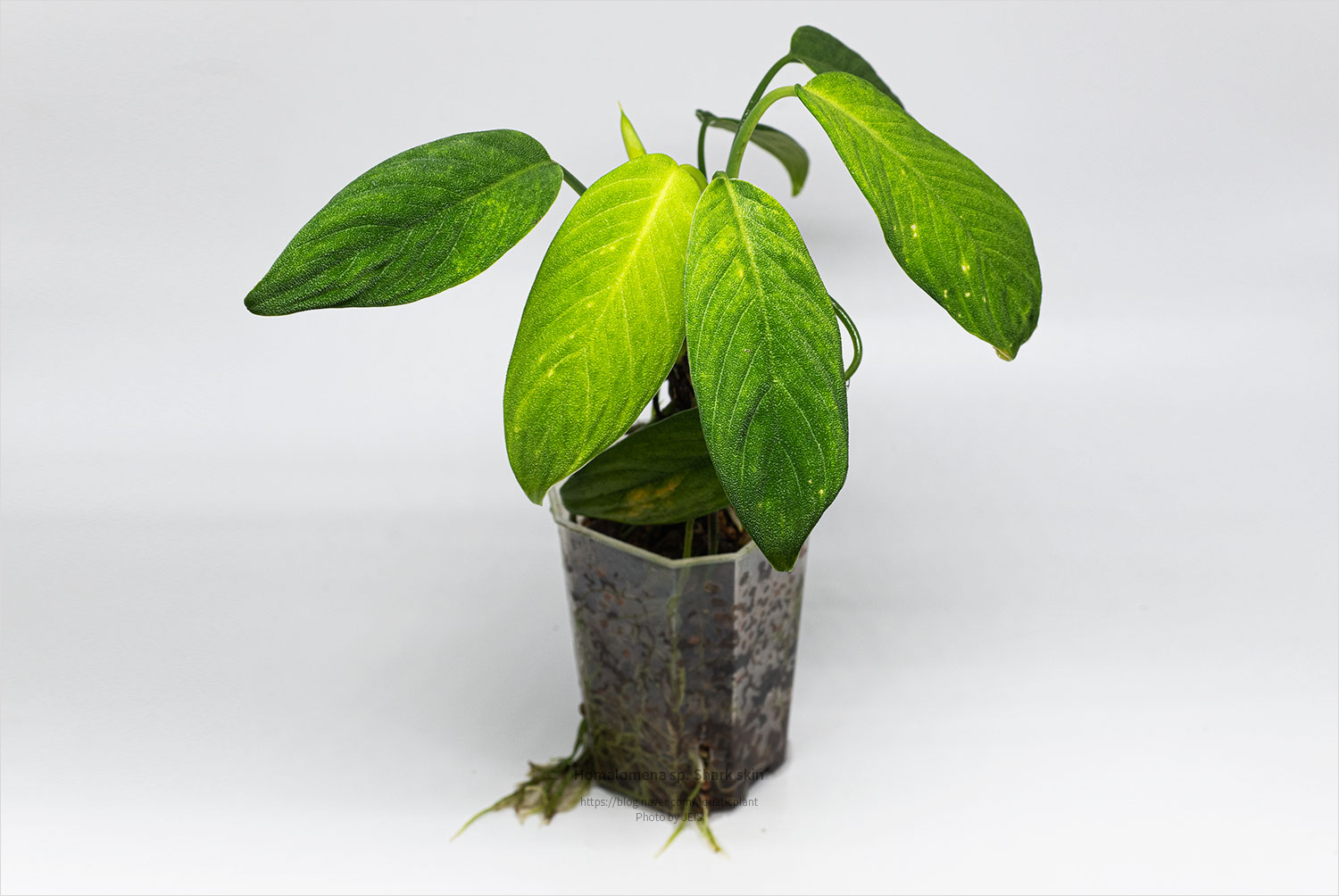 Homalomena sp. Shark skin