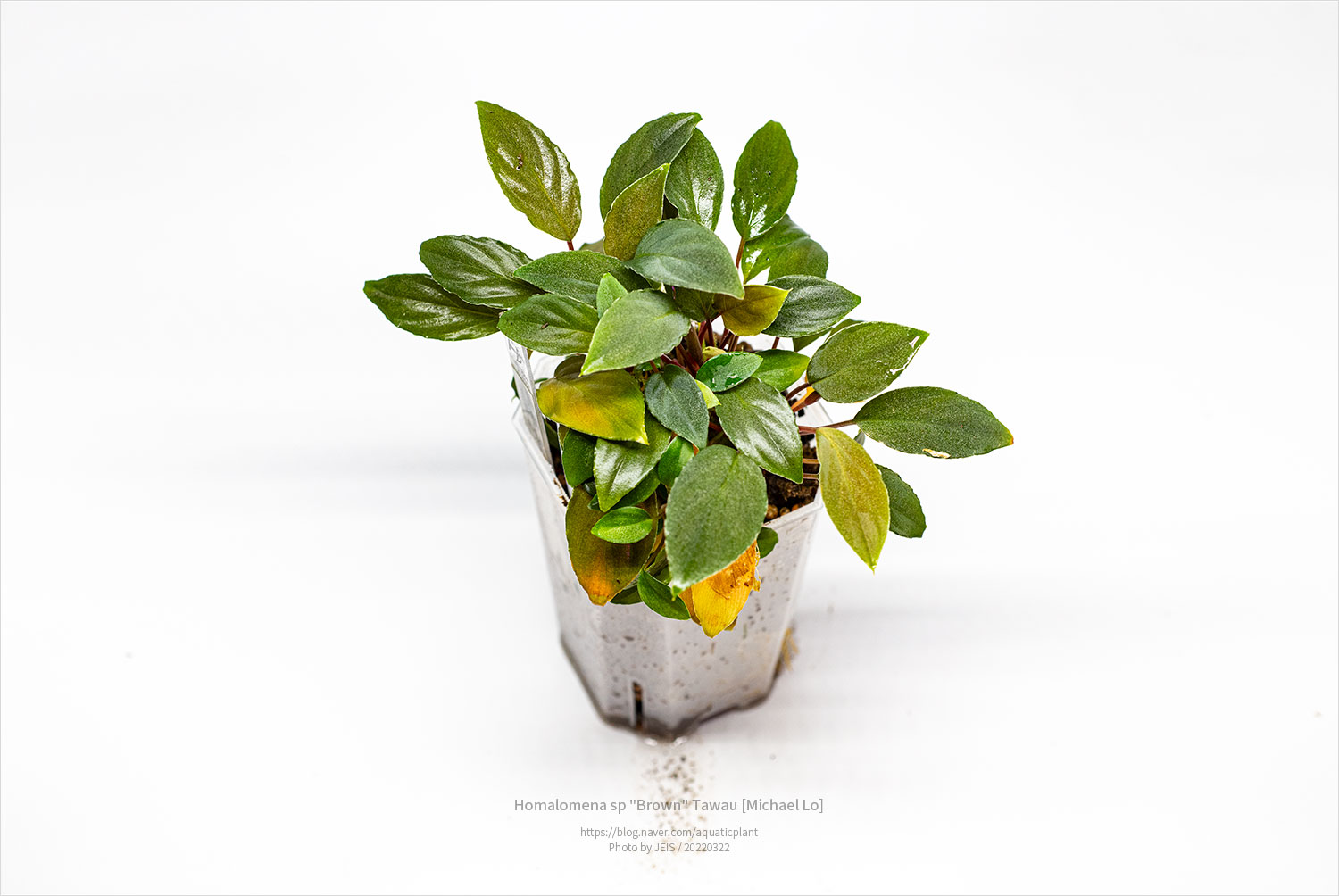 Homalomena sp. Brown - Tawau