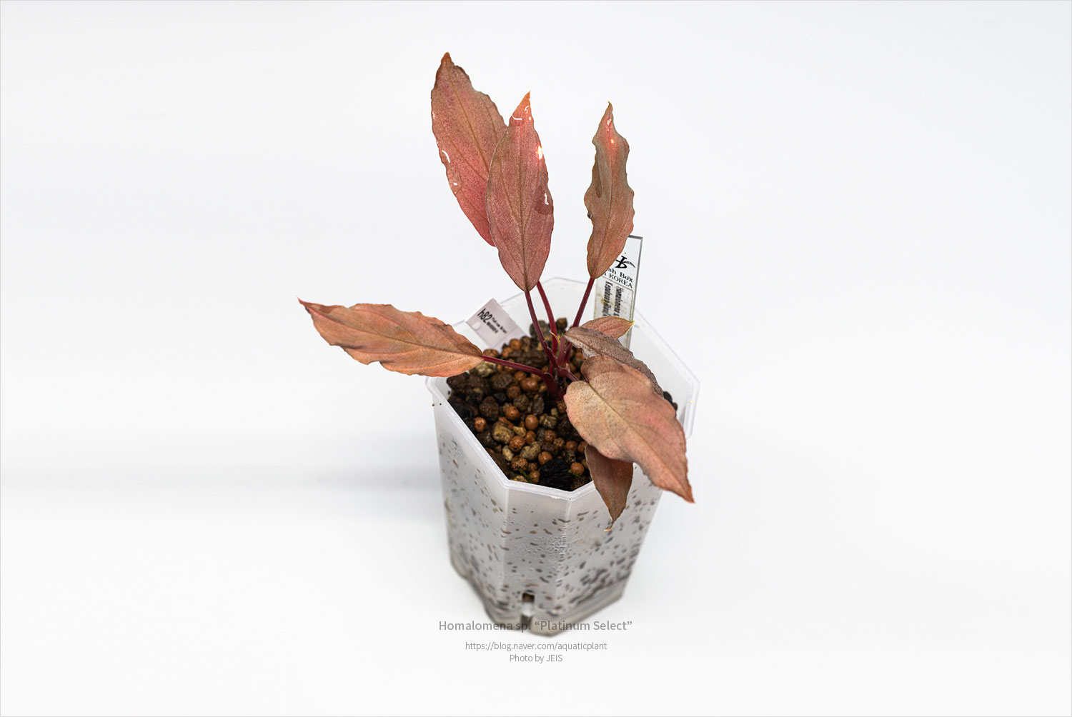 Homalomena sp. Platinum Select